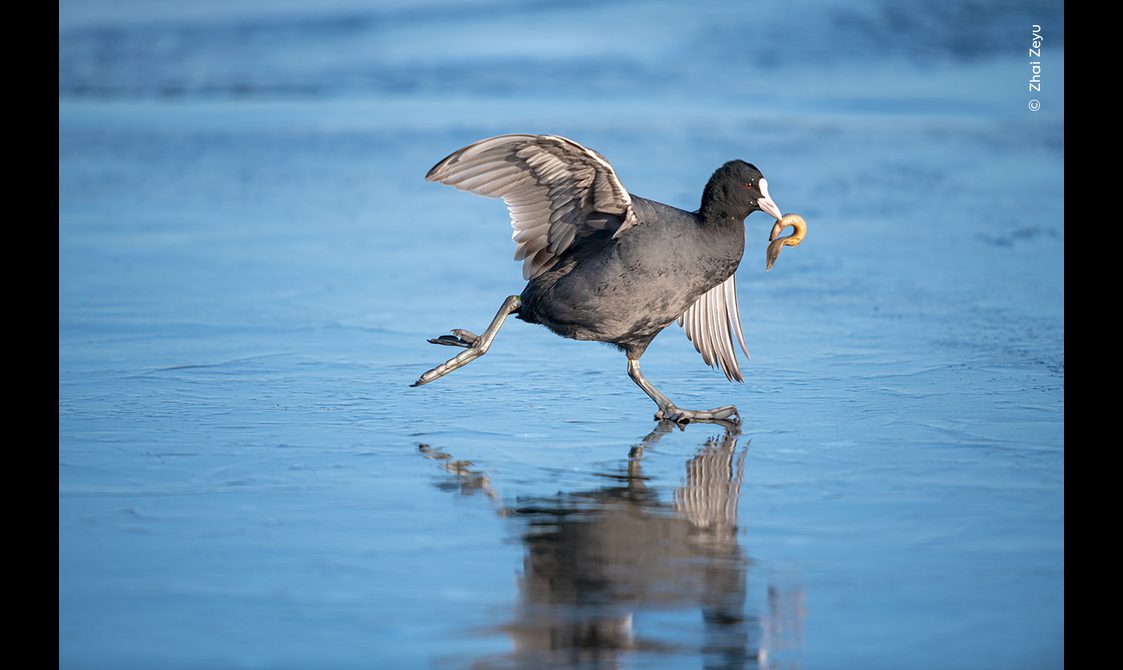 A coot walking on ice with a prawn in its beak.