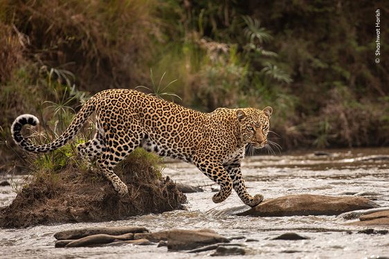 A moment of eye contact with a leopard as it curls its tail, while striding over water.