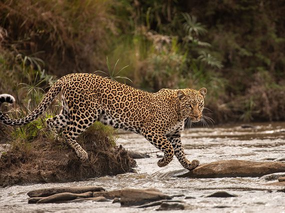 A moment of eye contact with a leopard as it curls its tail, while striding over water.