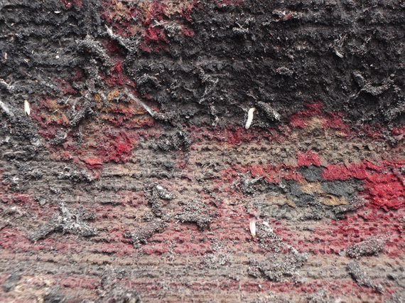 Close up of a textile object infected with pests.