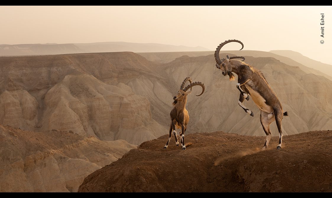 Two Nubien ibex jumping on top of a rocky mountain.