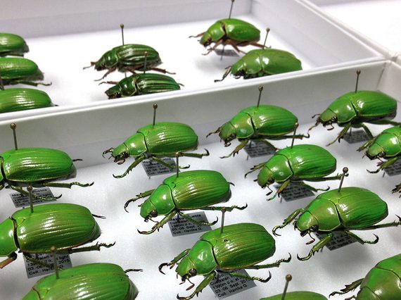 A white tray full of bright green beetles pinned in rows to the bottom.