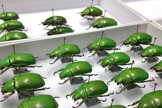 A white tray full of bright green beetles pinned in rows to the bottom.
