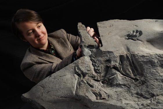 A person wearing a grey suit jacket stands behind a large piece of grey rock with fossil markings in the top.
