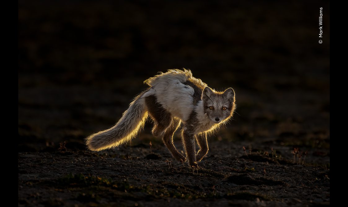 An Arctic fox in its ragged summer coat, backlit by the low, midnight Sun. Despite missing half a hind leg, it appeared to be doing well.