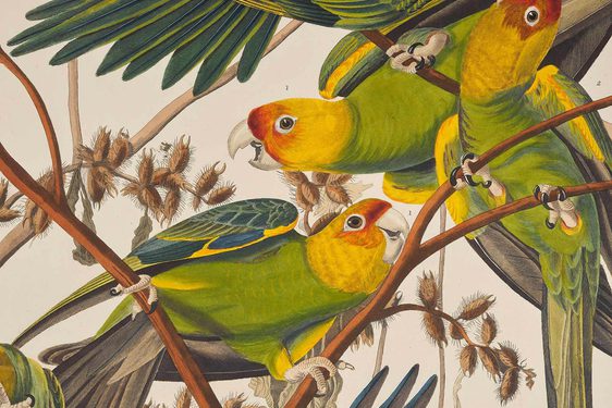 Woodcut print of three colourful birds perching on tree branches.