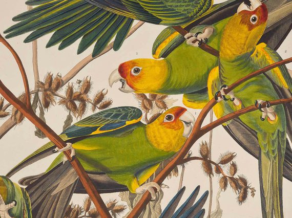 Woodcut print of three colourful birds perching on tree branches.