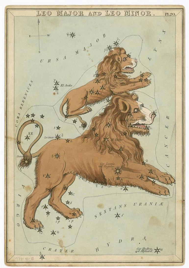 Illustrations of two lions, representing the constellations Leo Major and Leo Minor