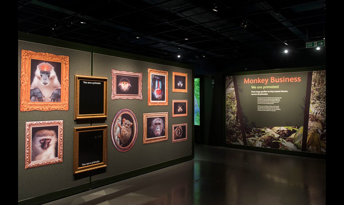 Gallery wall in a museum exhibition displaying framed pictures of monkeys.