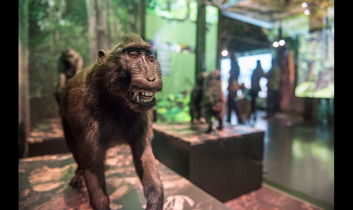 Taxidermy monkeys on display in the Monkey Business exhibition.