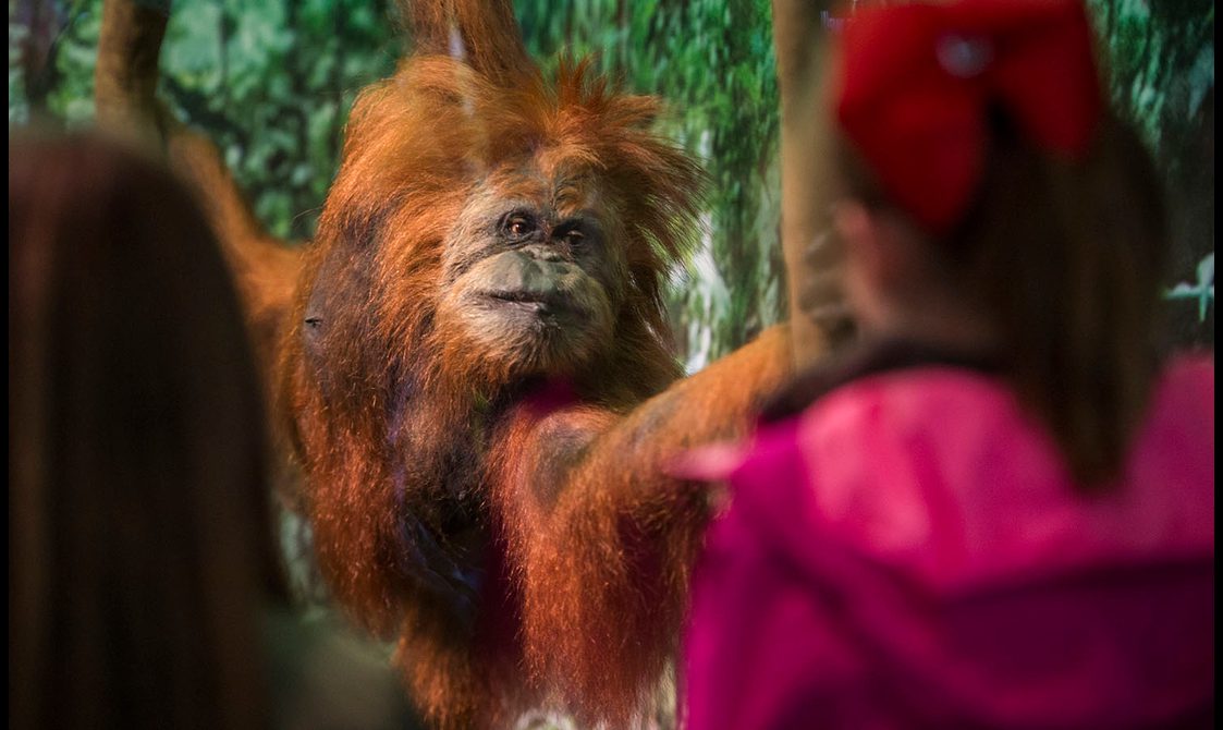Visitors looking at a taxidermy model of an orangutan in a museum display case.