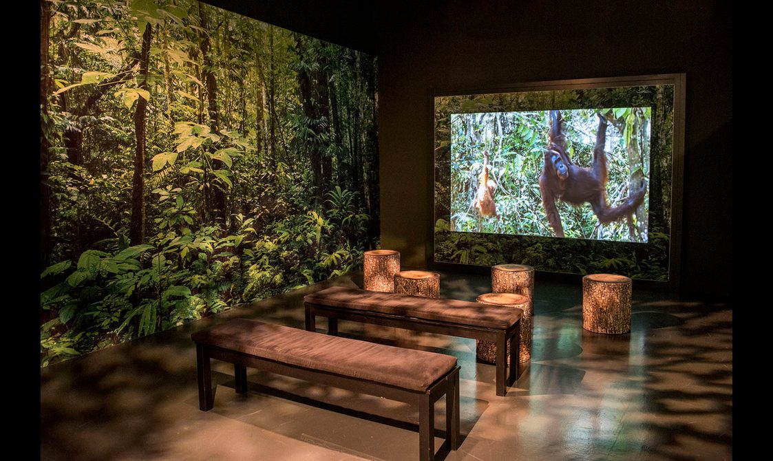 Wooden benches and stools in front of a large screen showing footage of monkeys in the Monkey Business exhibition.