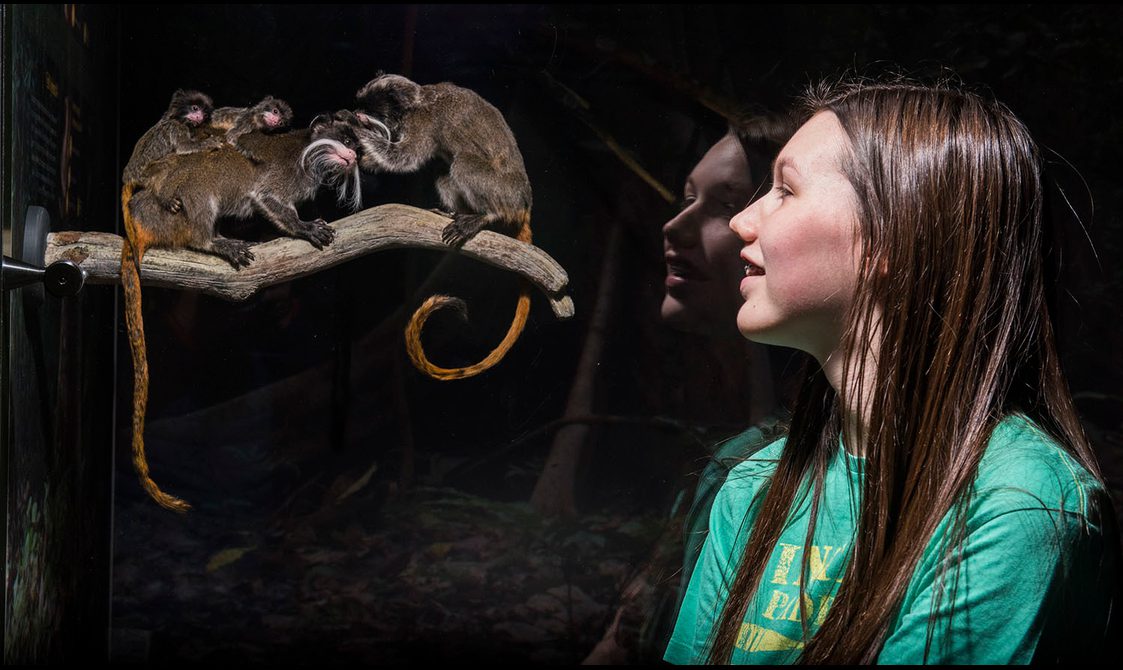 A visitor looking at a group of monkeys perching on a branch in a museum display case.