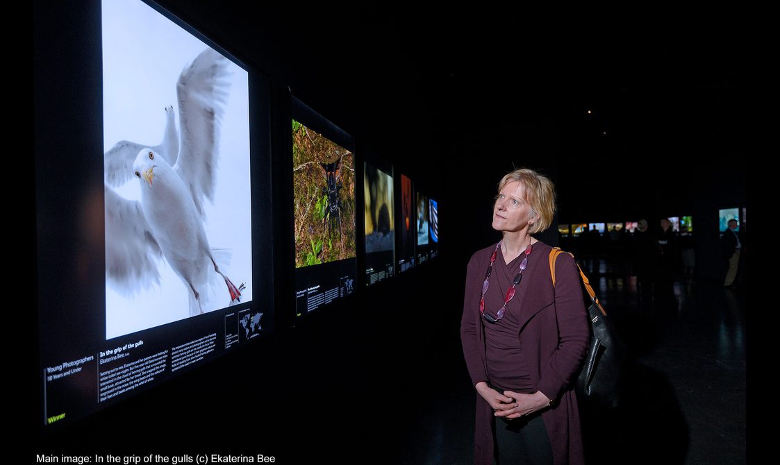 A visitor looking at a photograph of seagulls in the Wildlife Photographer exhibition.