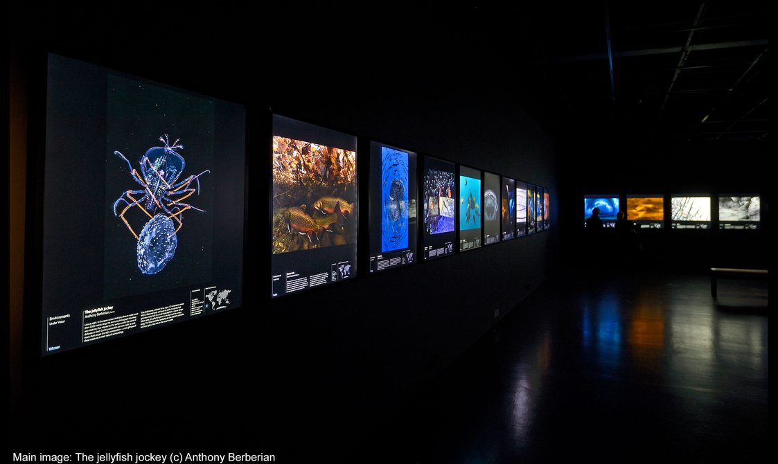 Photographs of wildlife displayed along a wall inside the Wildlife Photographer of the Year exhibition.