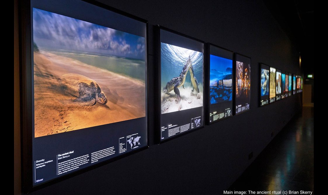 A visitor looking at a photograph of seagulls.