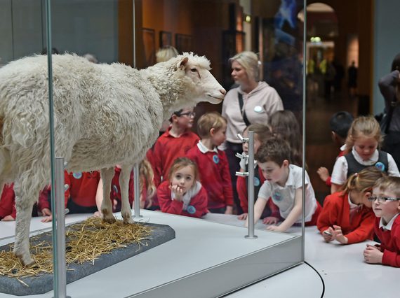 A group of school children standing round a display case containing Dolly the sheep.