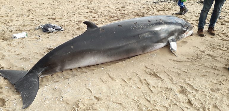 A small dead whale calf on its stomach the sand. Someone has written 'Please do not touch, stay away' on its skin.
