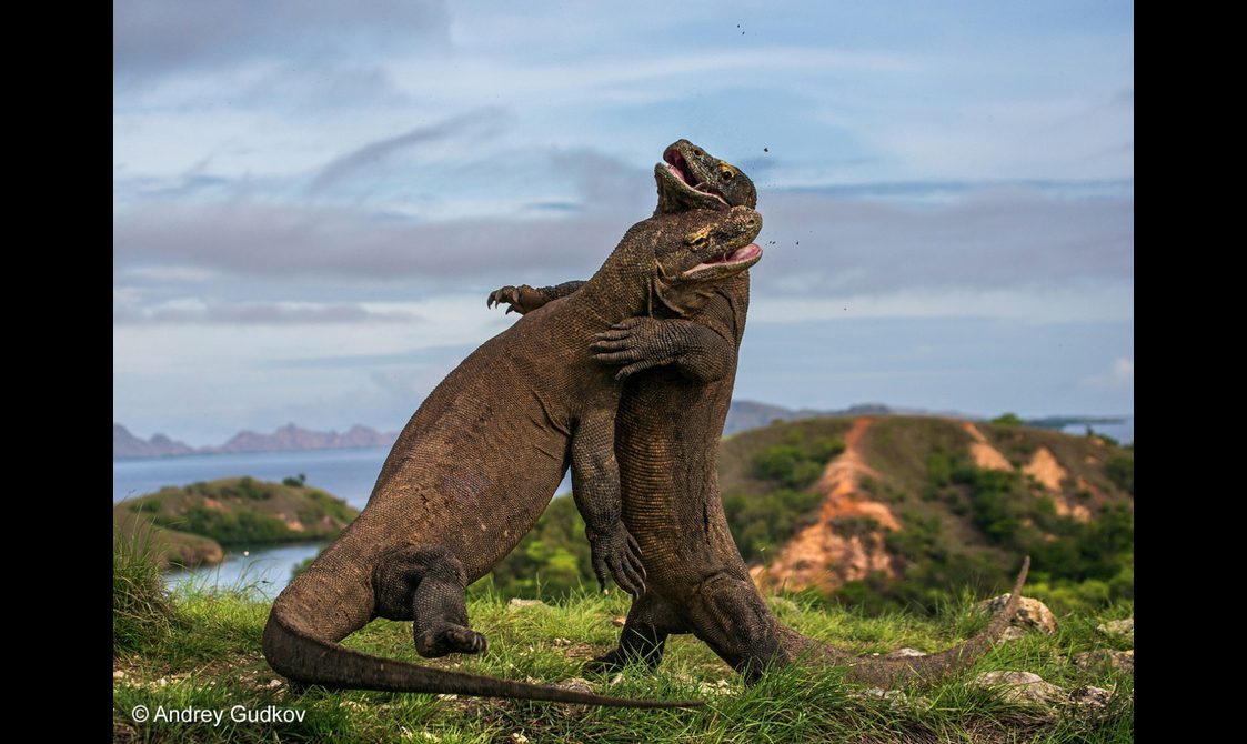 Two komodo dragons fighting each other.
