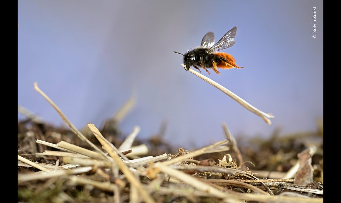 A two-coloured mason bee in mid flight, carrying a piece of straw to add to its a growing pile.