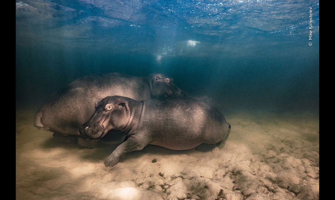 A hippopotamus and her two offspring resting in the clear water of a shallow lake.