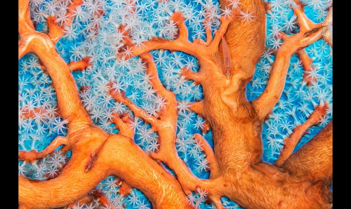 Photo of orange coral with a small orange fish swimming over it.