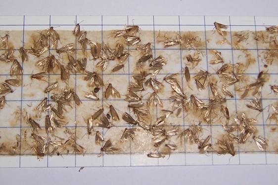 A large group of moths stuck on a moth trap.
