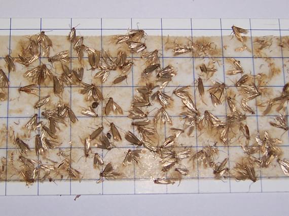 A large group of moths stuck on a moth trap.