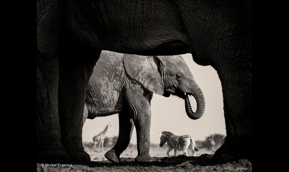 Black and white photograph of an elephant with a zebra and giraffe in the background.