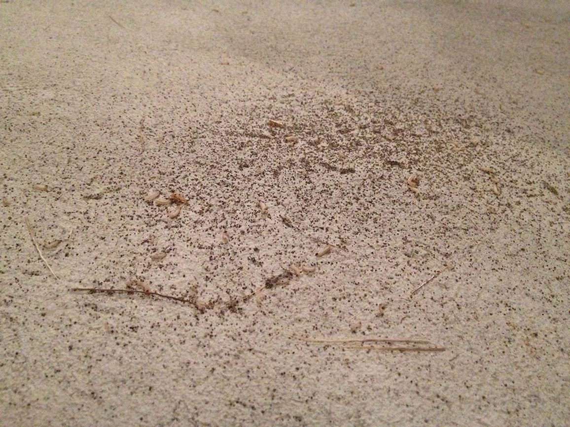 Close up of frass and larvae on the surface of a plinth.