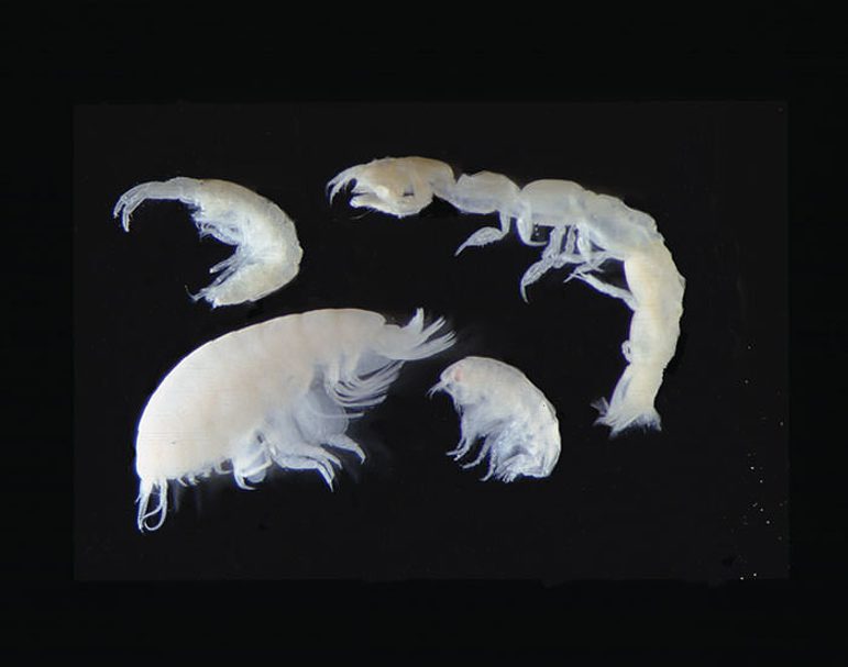 Four different shrimp-like crustacean specimens of different shapes and sizes, semi-translucent white on a black surface.