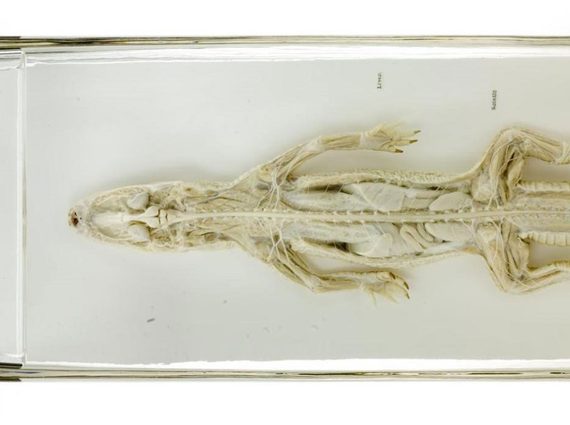 A full alligator skeleton laid out on a white surface with a label to the right beneath the tail.