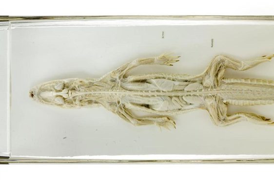 A full alligator skeleton laid out on a white surface with a label to the right beneath the tail.