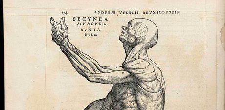 Black anatomical line drawing of muscles on a human form with hand outstretched, labelled with letters and Latin text.