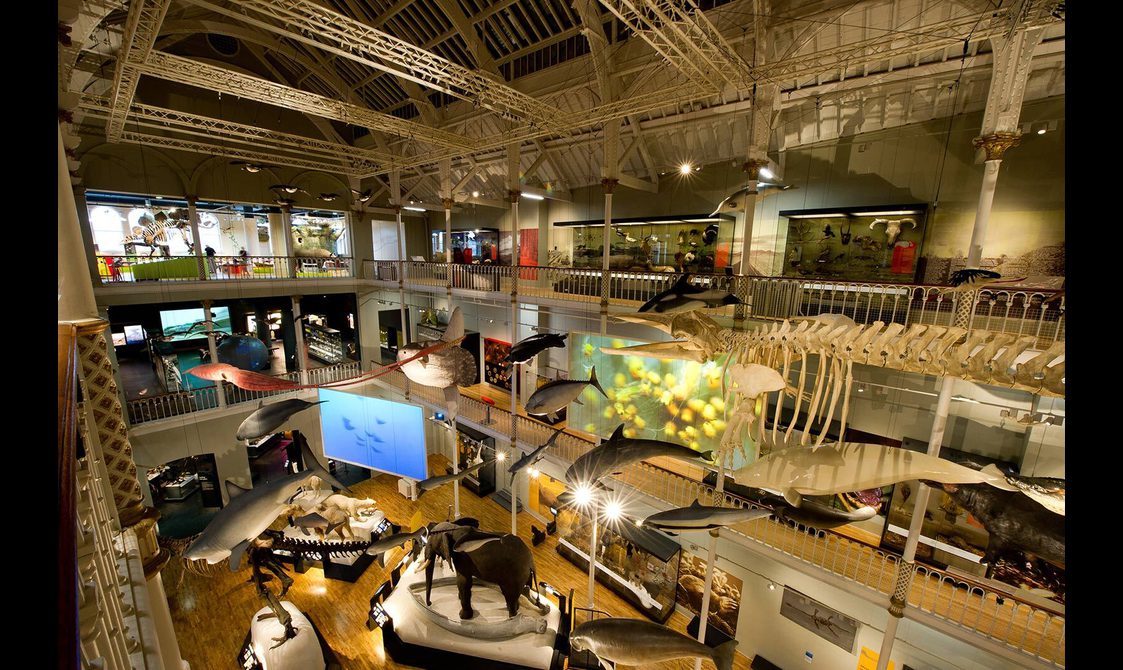 A multi-level museum gallery with a panorama of different taxidermy animals suspended from the ceiling.
