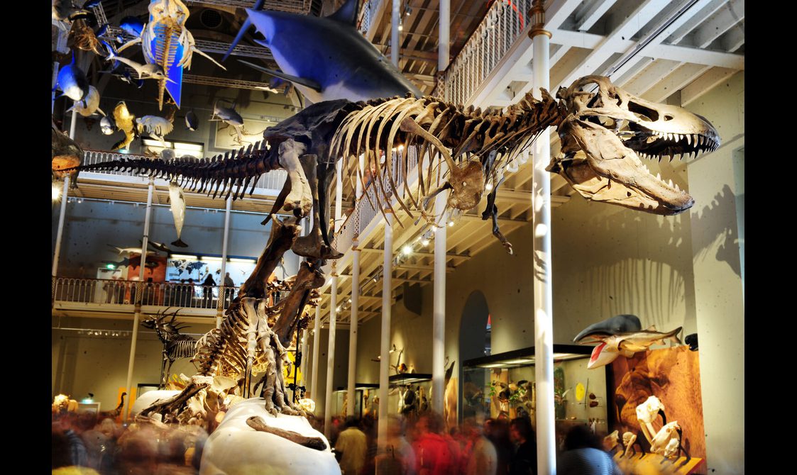 A T.Rex skeleton stands amidst models and skeletons of other animals in a museum