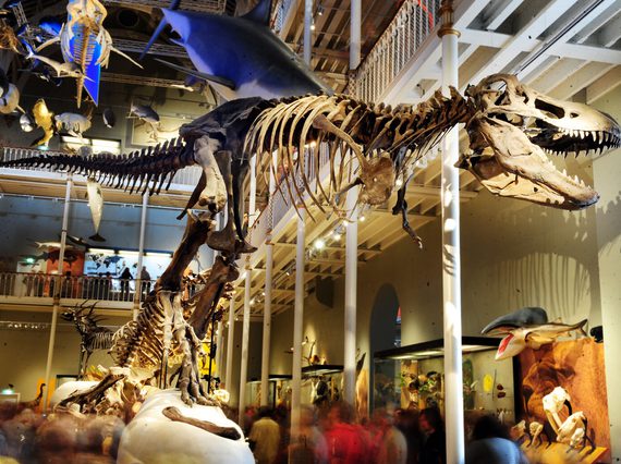 A T.Rex skeleton stands amidst models and skeletons of other animals in a museum