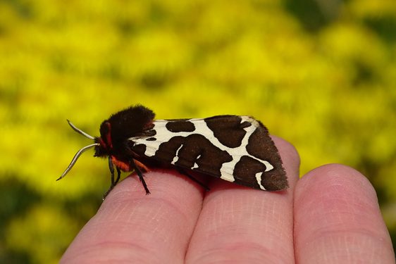 a Garden tiger moth on the fingers of a human hand.