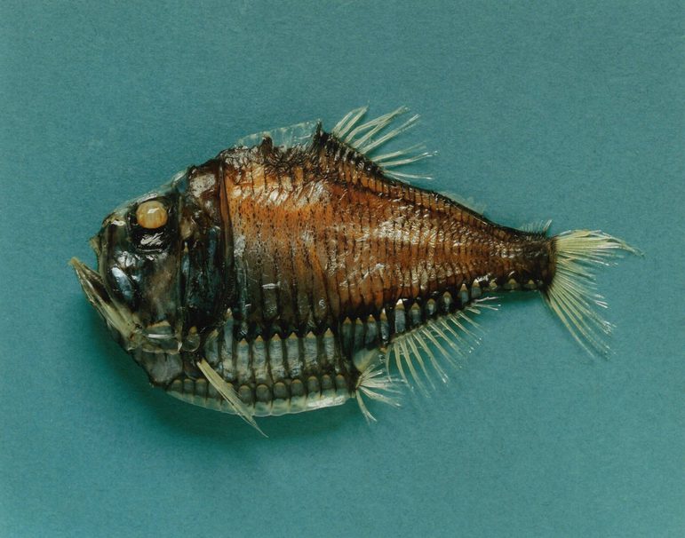 A brown fish with spines all along the top and bottom.