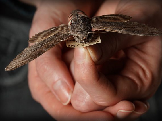 A pair of hands holding a moth specimen.