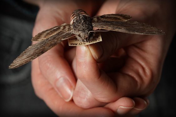A pair of hands holding a moth specimen.