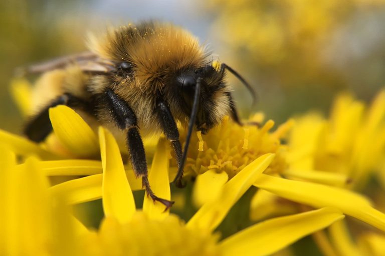 A bumblebee feeding on pollen from a yellow flower.