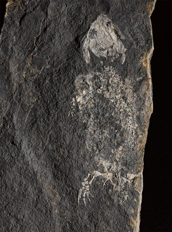 A grey fossilised rock with a white fish like creature with five toes