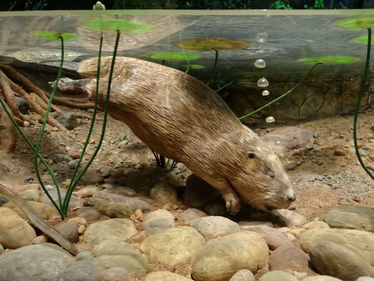 A taxidermy beaver diving under water