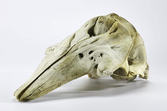 A large piece of bone, rounded on the right side and coming to a point on the left, and covered with crevices.