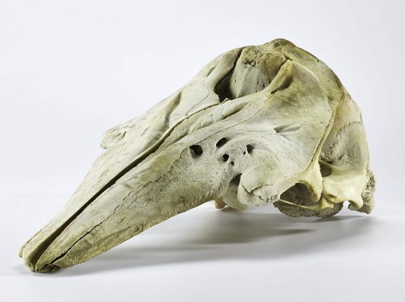 A large piece of bone, rounded on the right side and coming to a point on the left, and covered with crevices.