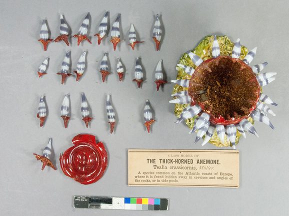 A broken glass model of a grey and red sea anemone is laid out on a table ahead of conservation