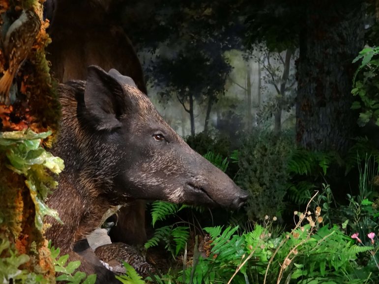 A taxidermy boar in a forrest setting.