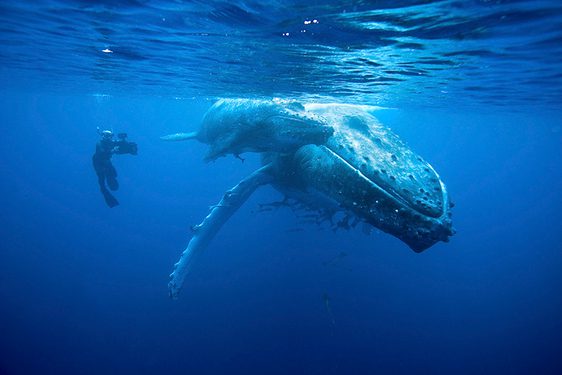 An underwater photographer swims next to a Humpback whale.