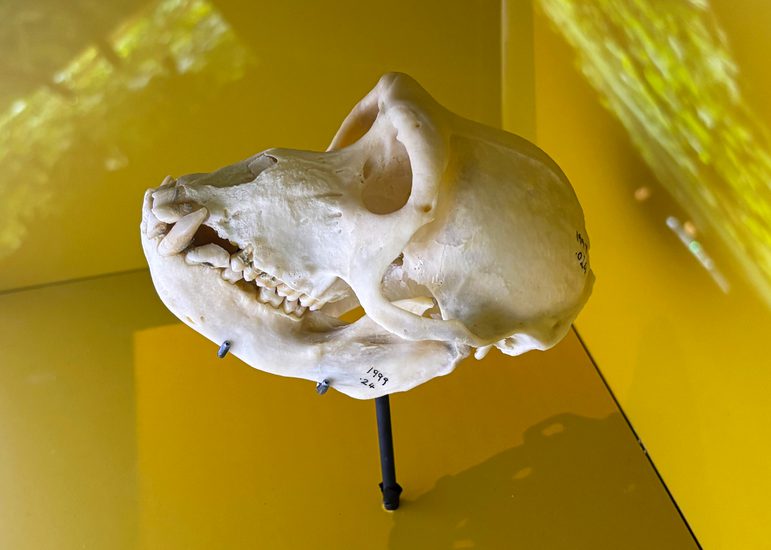 Skull of adult Siberut Macaque on display in a case with a yellow background of light projecting inside the case.